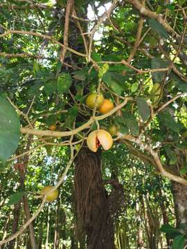 Image of Tabernaemontana macrocarpa Jack