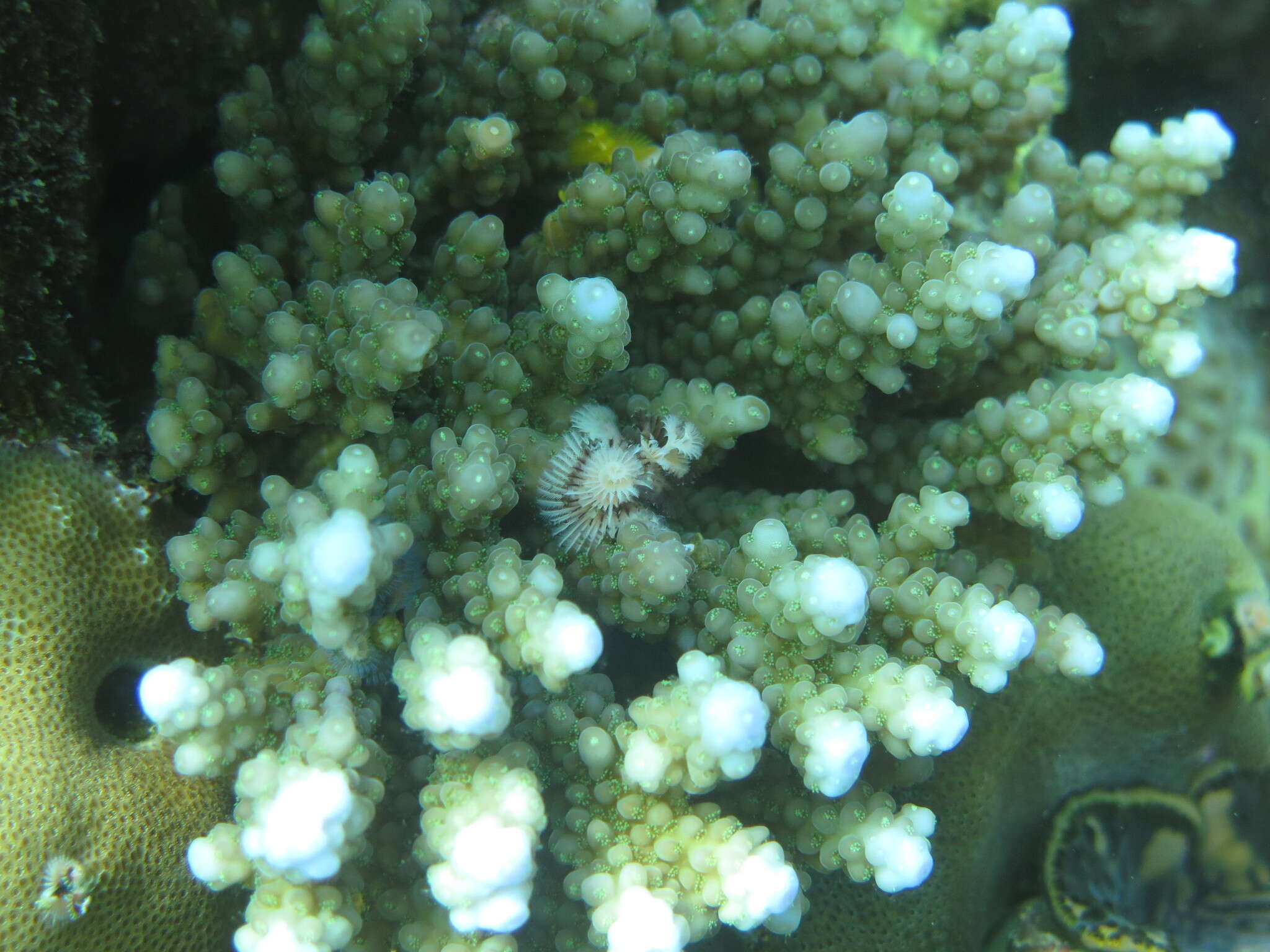 Image of Acropora hemprichii (Ehrenberg 1834)