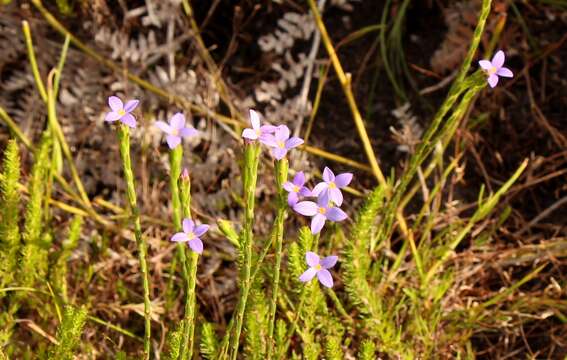 صورة Gnidia penicillata Lichtenst. ex Meissn.