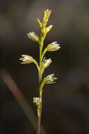 Image of Pouched leek orchid