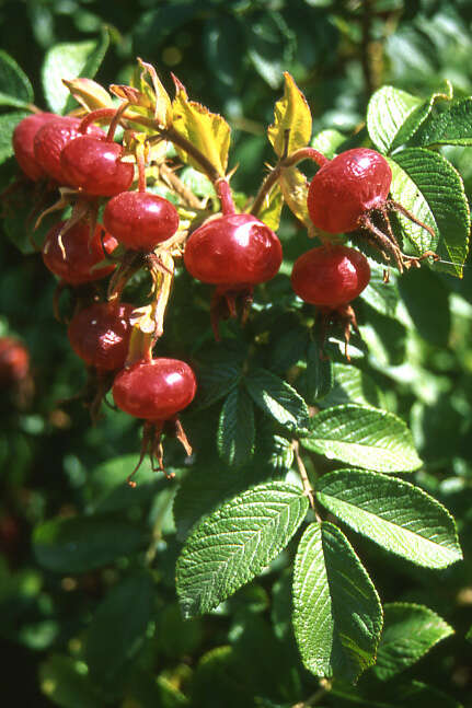 Image of japanese rose