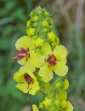 صورة Verbascum alpinum Turra