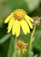 Image of hairy arnica