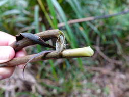 Image of Ripogonum scandens J. R. Forst. & G. Forst.