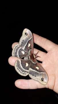 Image of Columbia Silkmoth