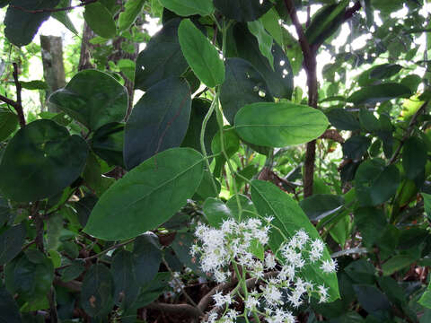 Image de Ehretia acuminata (DC.) R. Br.