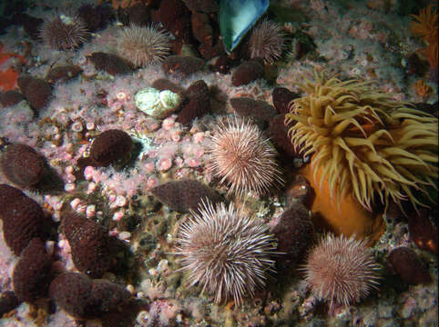 Image of Cape Strawberry Anemone