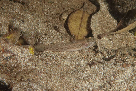 Image of Flat-backed goby