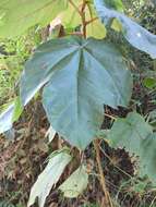 Image of Ficus triloba Buch.-Ham. ex Wall.