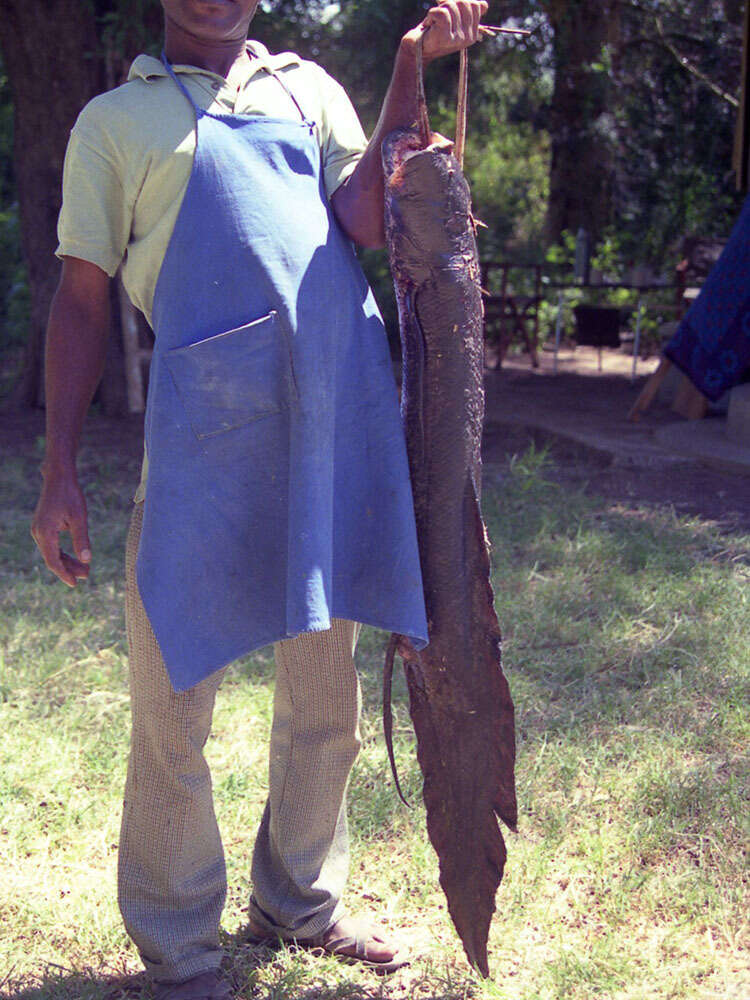 Image of African lungfishes