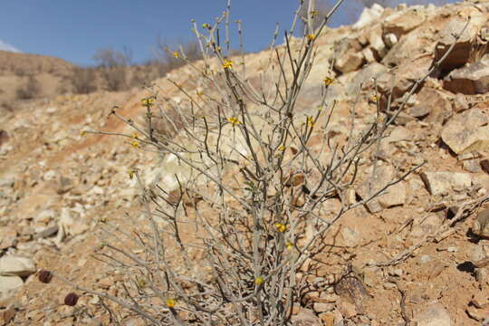 Image of Bulnesia chilensis C. Gay