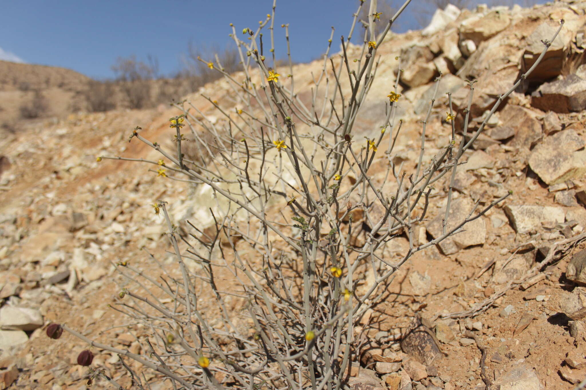 Sivun Bulnesia chilensis C. Gay kuva