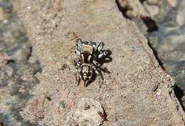 Image of Habronattus cambridgei Bryant 1948