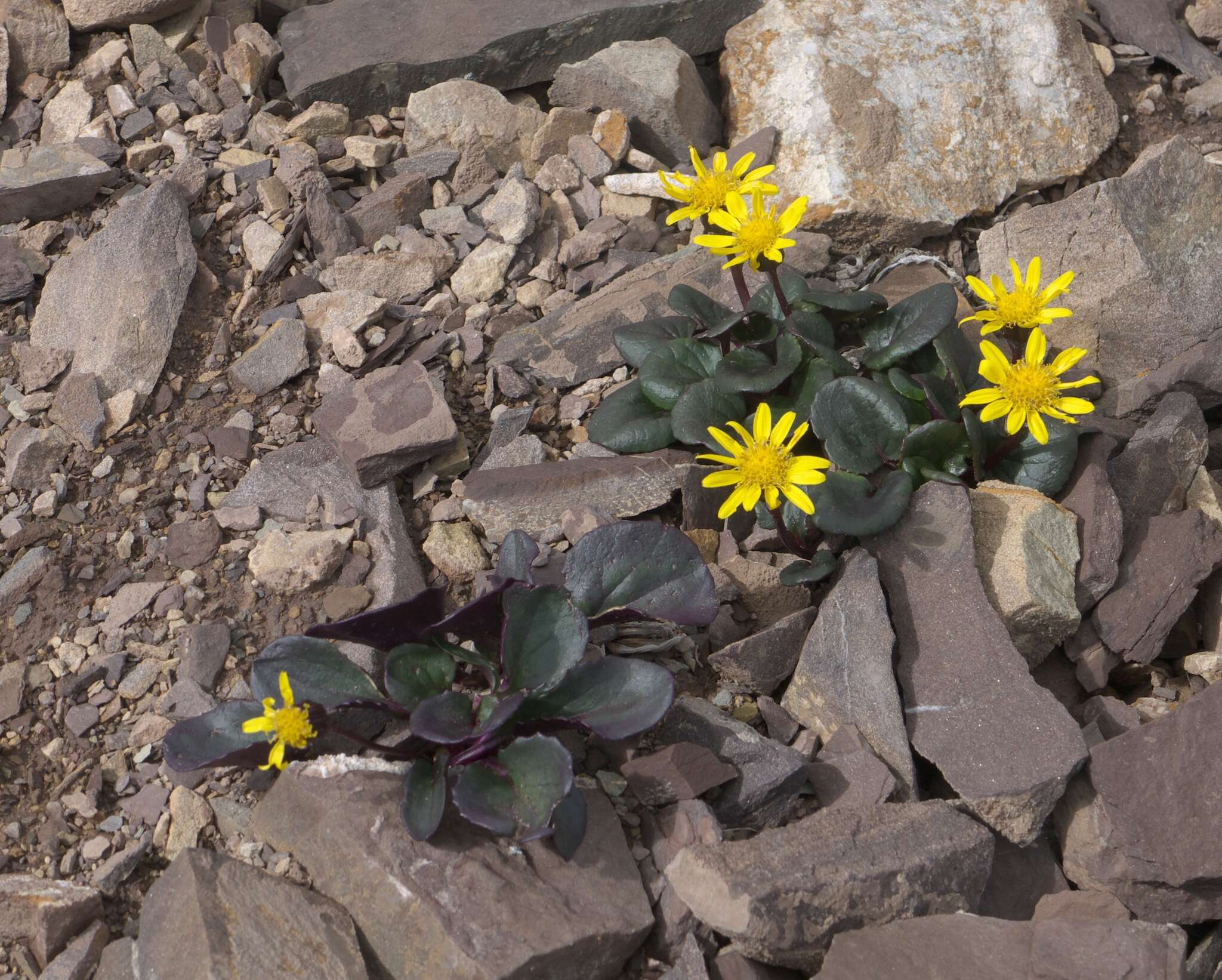 Image of Colorado ragwort
