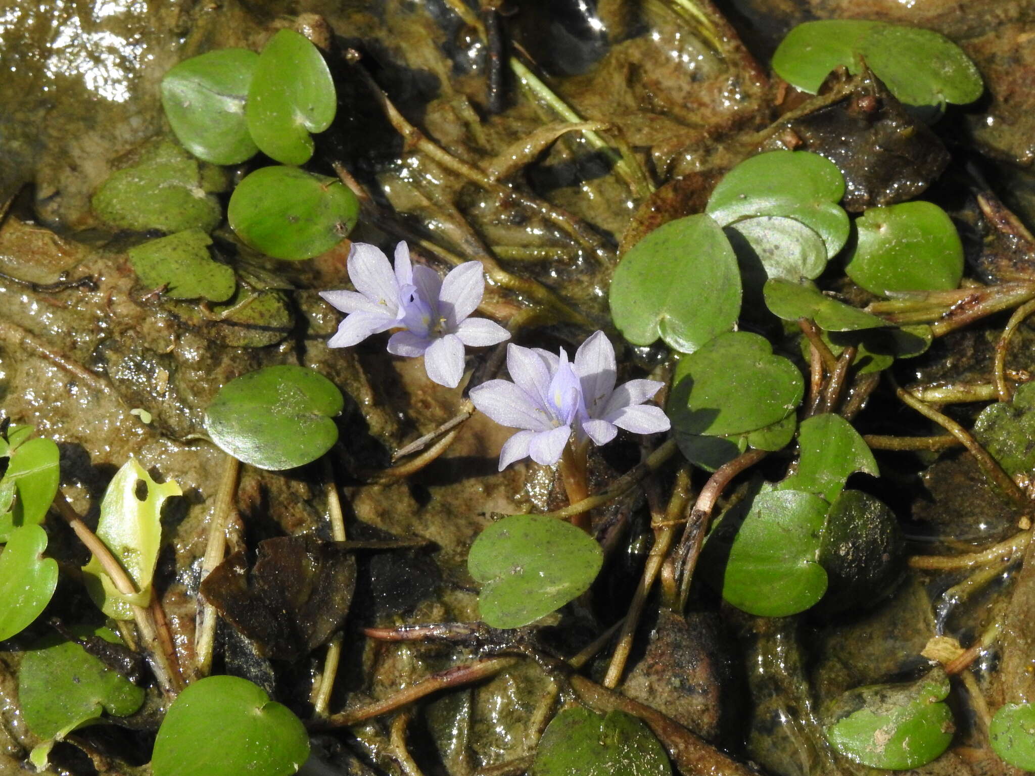 Image of <i>Pontederia diversifolia</i>