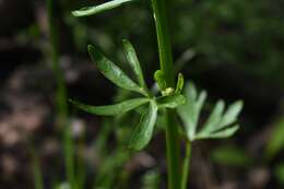 Ranunculus sceleratus subsp. sceleratus的圖片