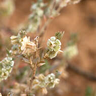 Maireana lobiflora (F. Müll. ex Benth.) P. G. Wilson resmi