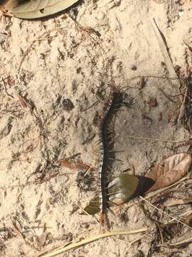 Image of Scolopendra viridis Say 1821