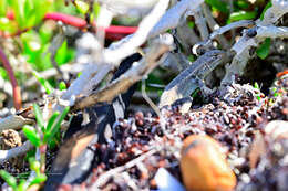 Image of Cozumel Spiny Lizard