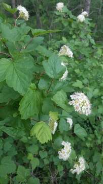 Plancia ëd Physocarpus malvaceus (Greene) Kuntze