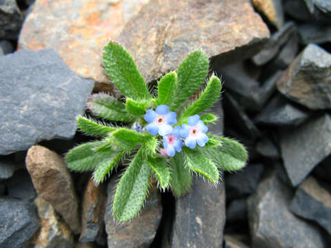 Image of Myosotis involucrata Stev.