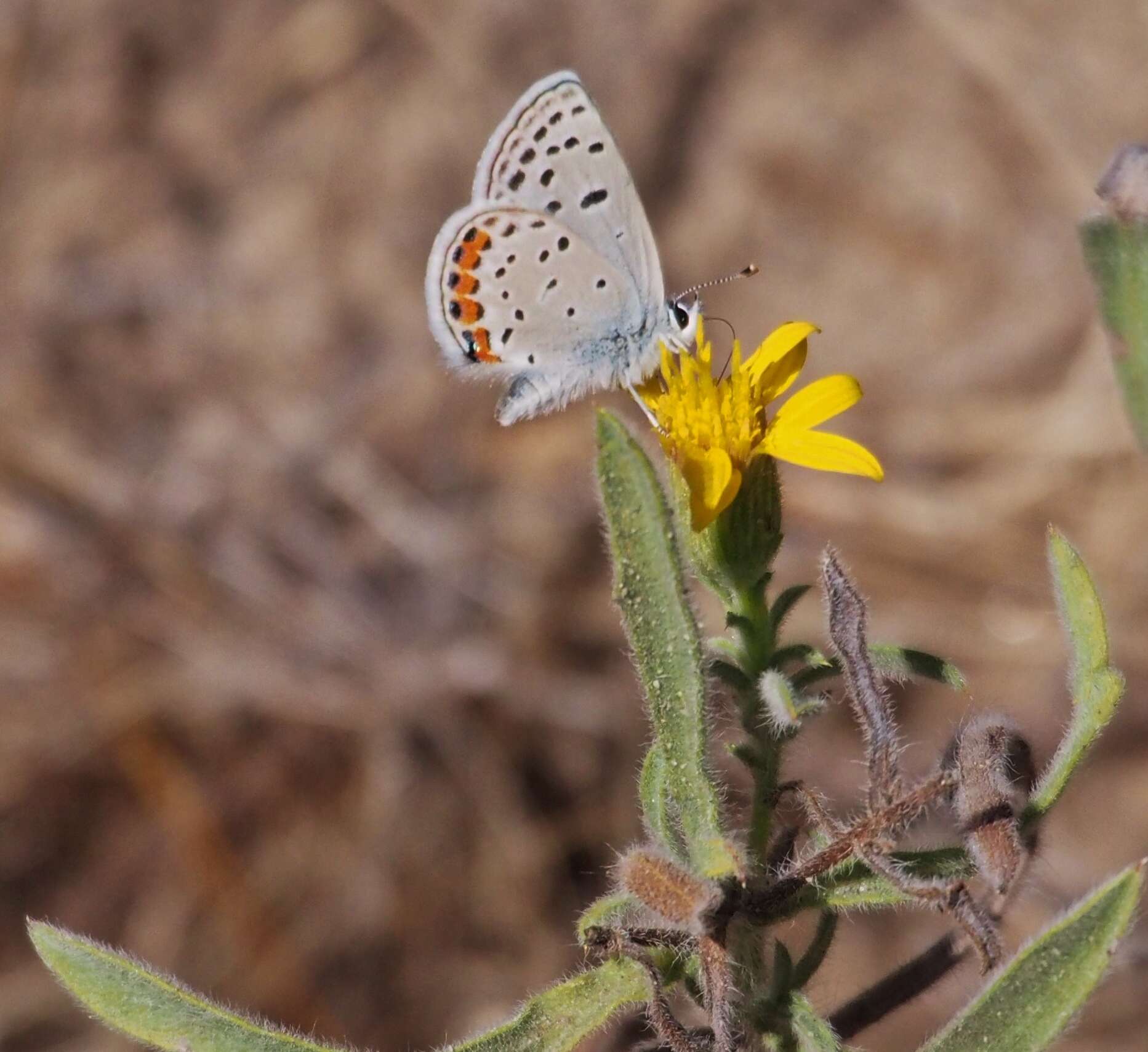 Image of Icaricia acmon