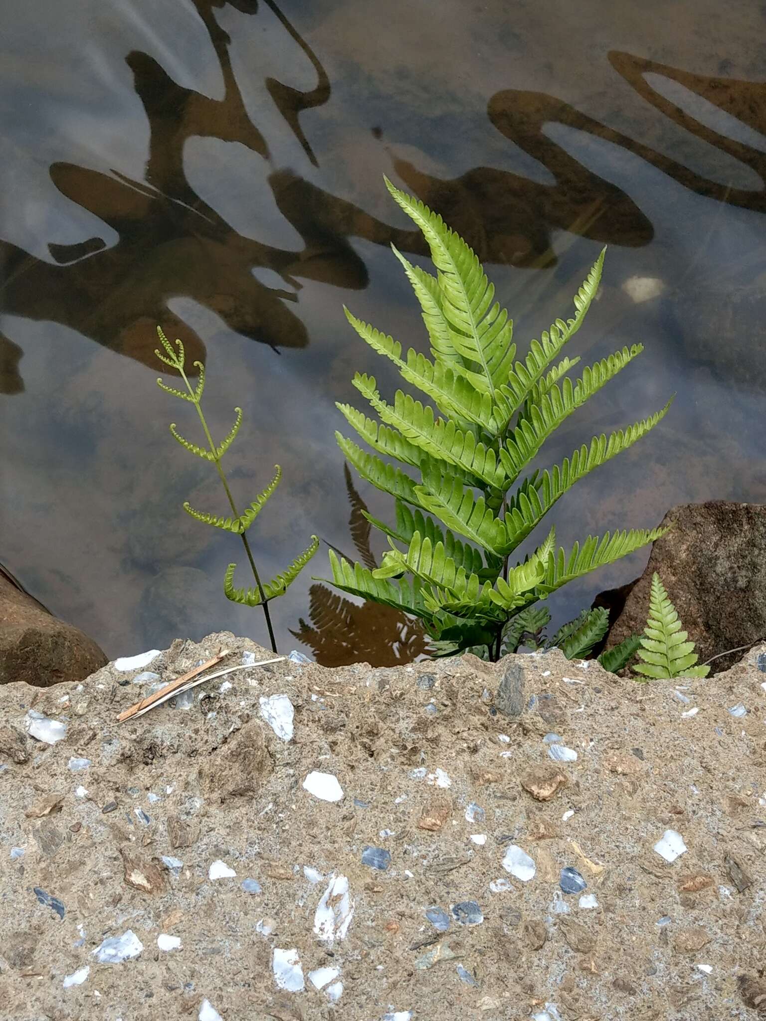 Plancia ëd Pteris khasiana subsp. fauriei (Hieron.) Fraser-Jenk.