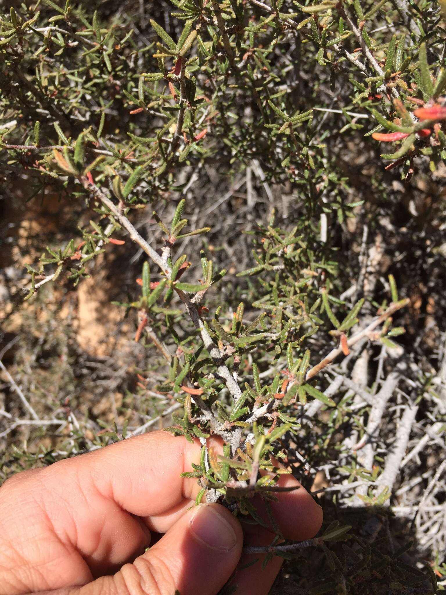 Imagem de Cercocarpus intricatus S. Wats.