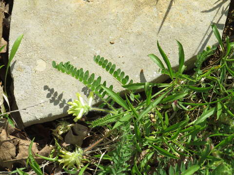 Image of Tennessee milkvetch