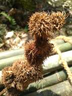 Castanopsis purpurella subsp. purpurella的圖片