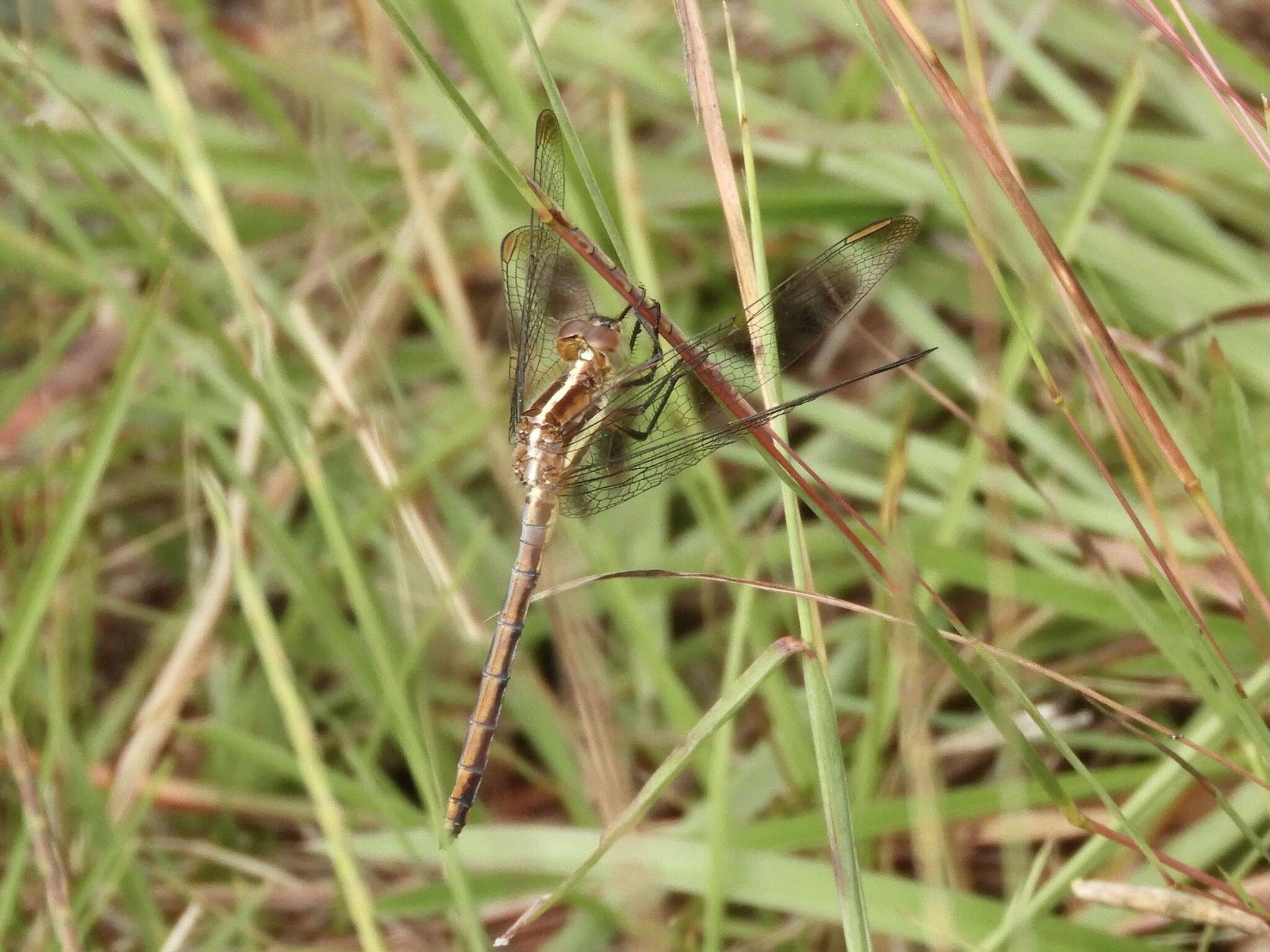 Image de Dasythemis mincki (Karsch 1890)