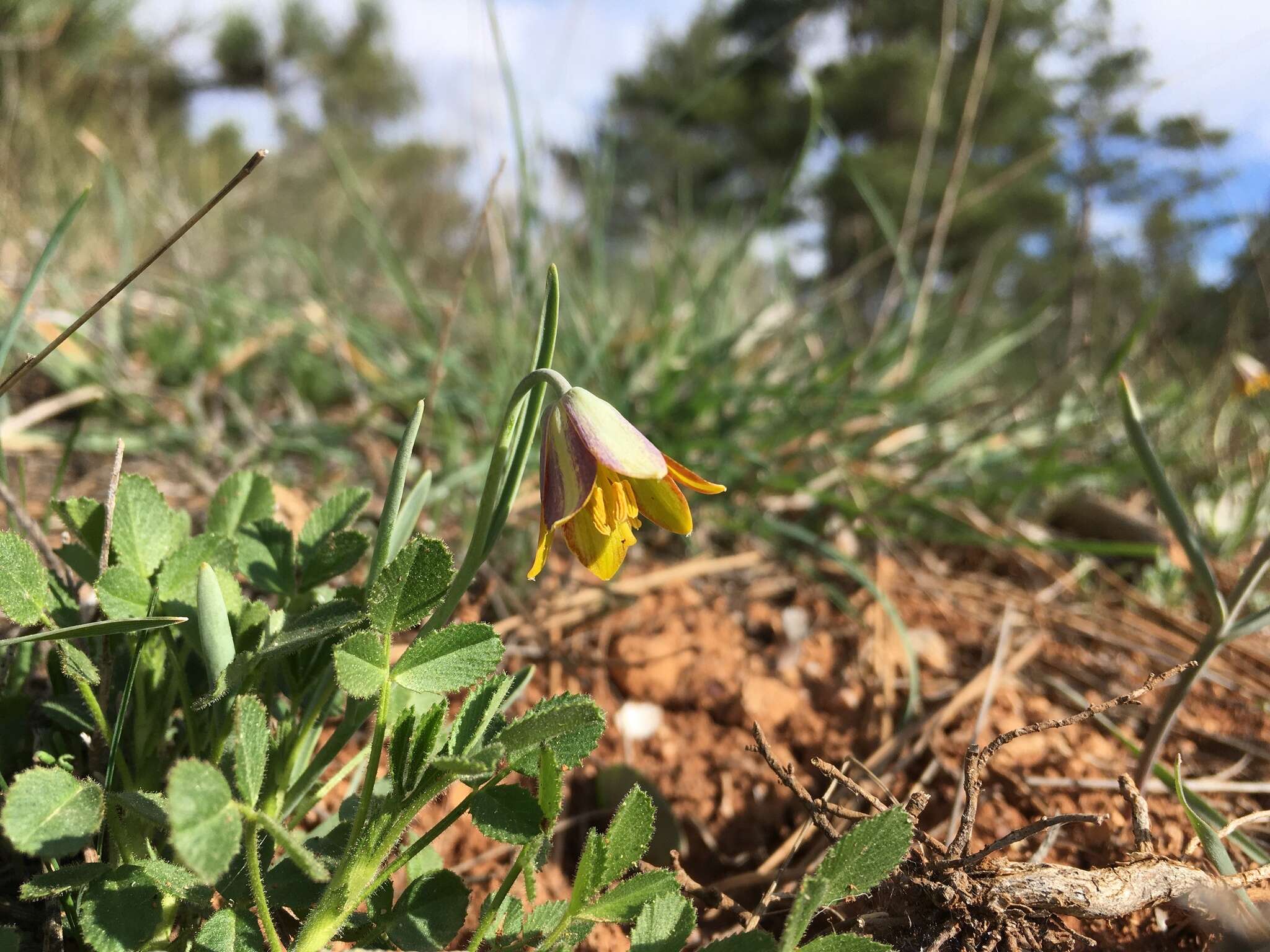 Fritillaria fleischeriana Steud. & Hochst. ex Schult. & Schult. fil. resmi