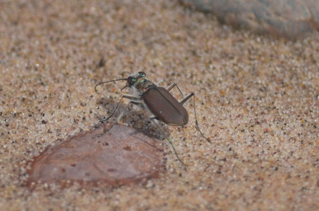 Image of Cicindela (Cicindela) hirticollis rhodensis Calder 1916