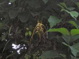 Brassia arcuigera Rchb. fil. resmi