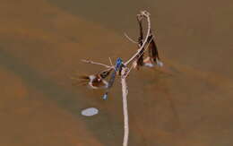 Imagem de Caliagrion billinghursti (Martin 1901)