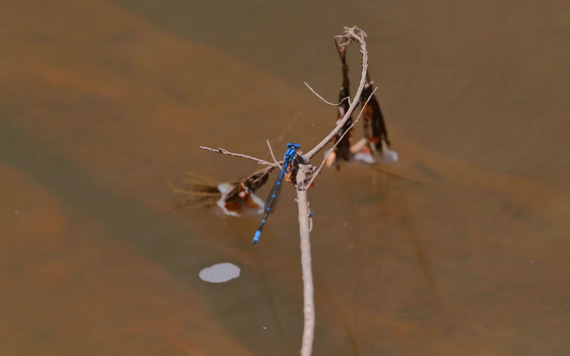 Imagem de Caliagrion billinghursti (Martin 1901)