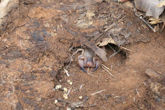 Urodacus elongatus L. E. Koch 1977 resmi