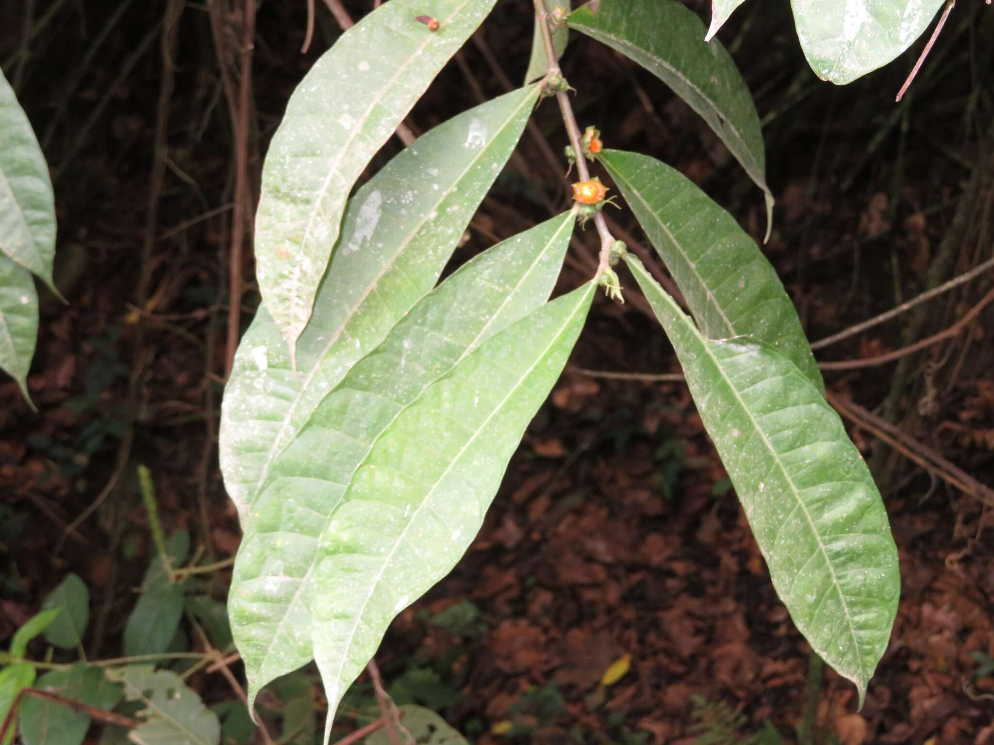 Image de Trophis caucana (Pittier) C. C. Berg