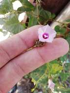 Plancia ëd Ipomoea triloba L.