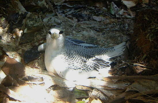 Image of Red-billed Tropicbird