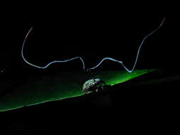 Image of Ophiocordyceps curculionum (Tul. & C. Tul.) G. H. Sung, J. M. Sung, Hywel-Jones & Spatafora 2007