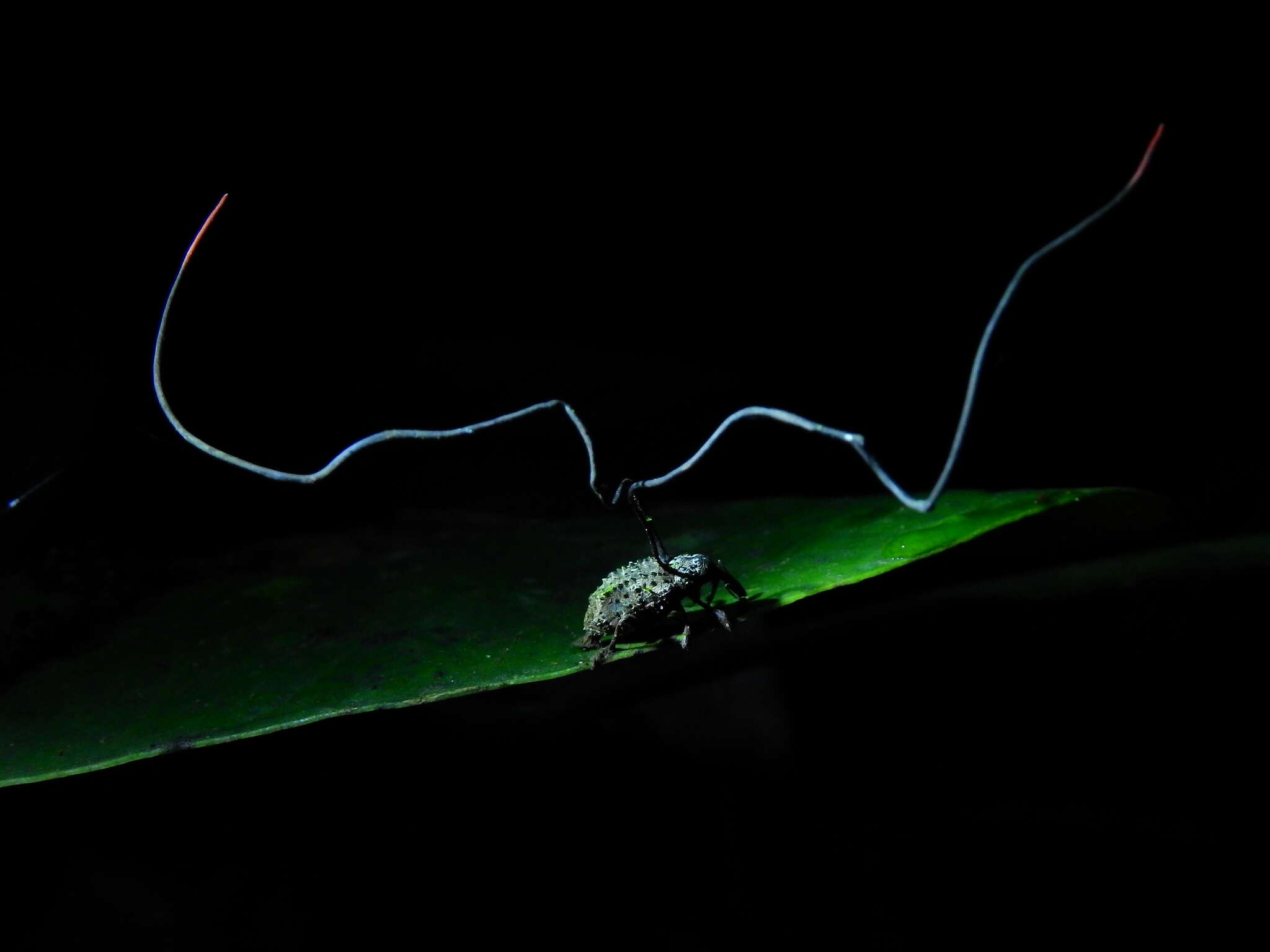 Image of Ophiocordyceps curculionum (Tul. & C. Tul.) G. H. Sung, J. M. Sung, Hywel-Jones & Spatafora 2007