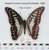 Graphium evemon (Boisduval 1836) resmi