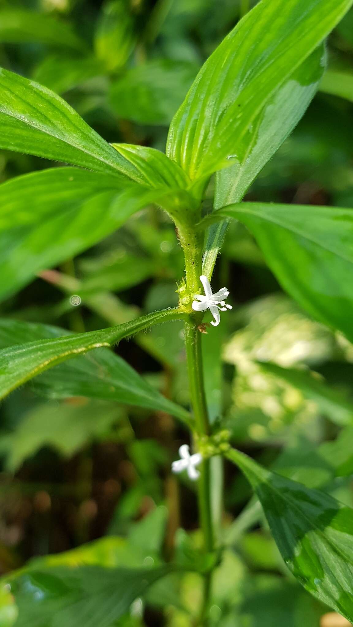 Image of eared starviolet