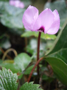 Image of Cyclamen coum Miller