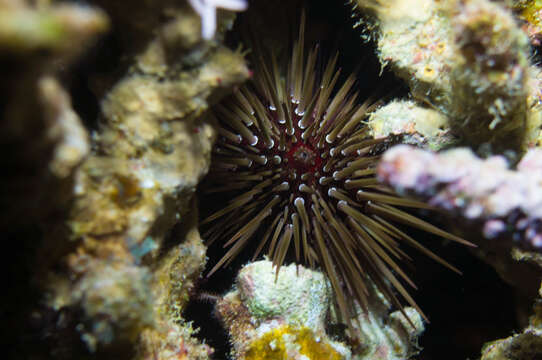 Image of Burrowing urchin