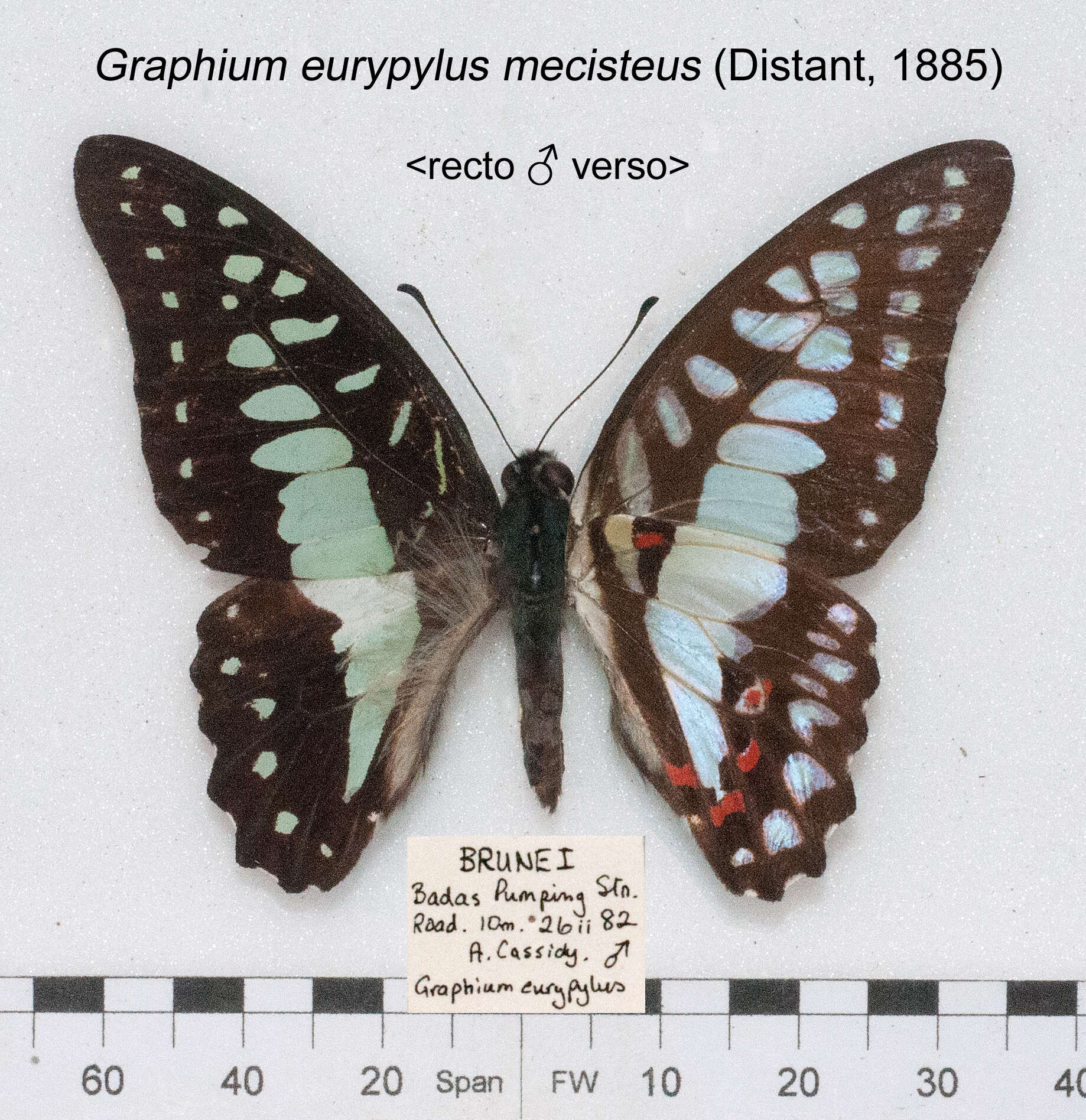 Graphium eurypylus (Linnaeus 1758) resmi