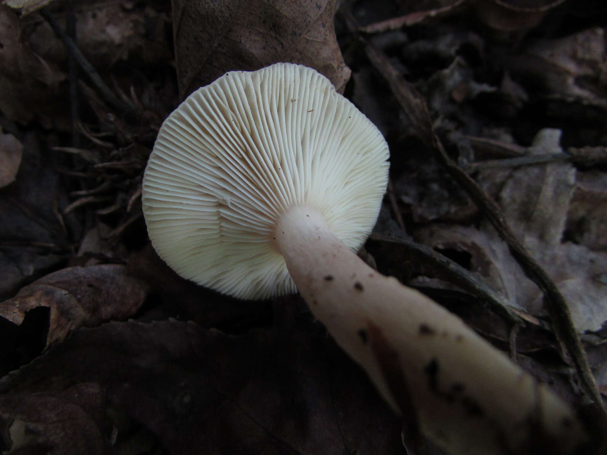 Imagem de Lactarius cinereus Peck 1872