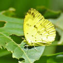 Image of Eurema lacteola (Distant 1886)