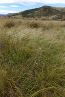 Image of Tufted Hair-grass